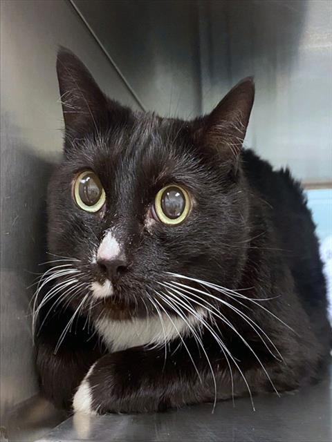 BELLA, Senior Domestic Short Hair (medium coat), cat for adoption in Plano, Texas