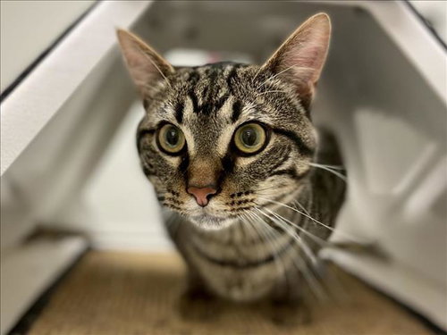 DAVEY, Adult Domestic Short Hair (medium coat), cat for adoption in Plano, Texas