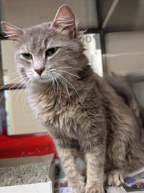 OSHI, Adult Domestic Long Hair / Maine Coon / Mixed (medium coat), cat for adoption in Plano, Texas