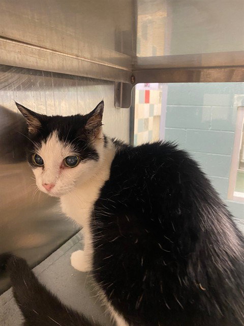 PICKLE, Senior Domestic Short Hair / Mixed (medium coat), cat for adoption in Plano, Texas