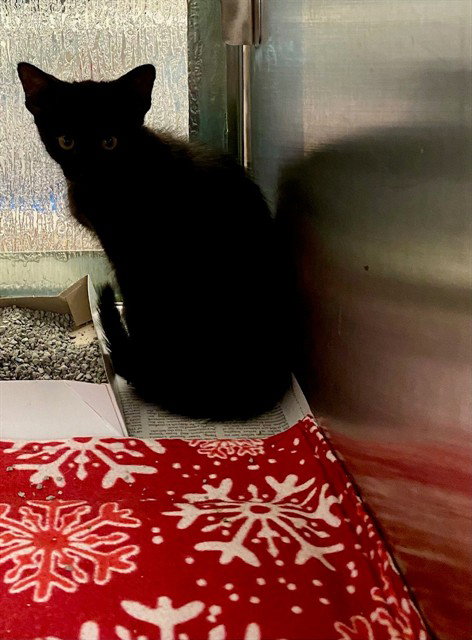 SADDLE, an adoptable Domestic Medium Hair in Plano, TX