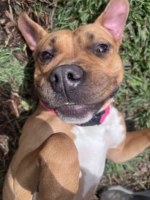 FRANNY, an adoptable Pit Bull Terrier in Plano, TX