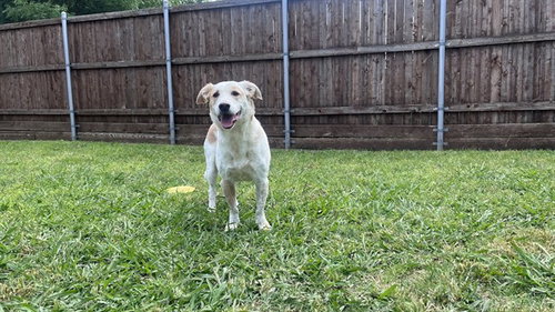 ACE, an adoptable Beagle in Plano, TX