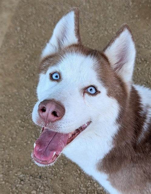 STORMIE, an adoptable Siberian Husky in Plano, TX