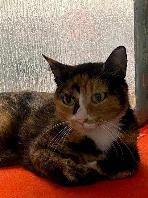 TOSCA, an adoptable Domestic Short Hair in Plano, TX