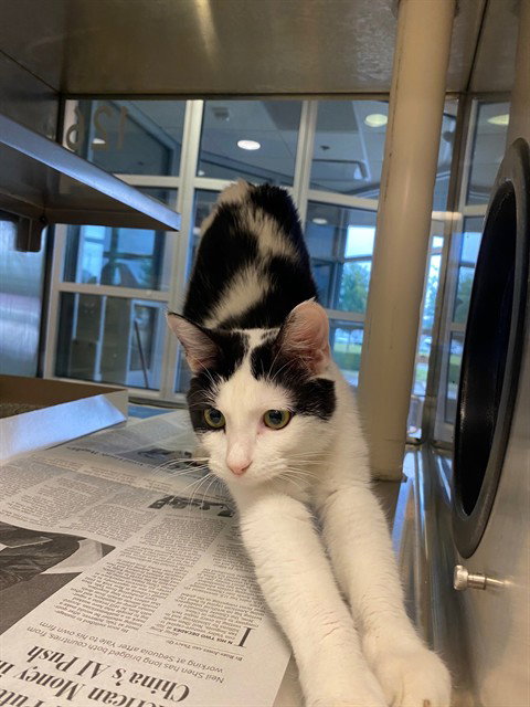 COOKIE, Adult Domestic Short Hair (medium coat), cat for adoption in Fort Worth, Texas