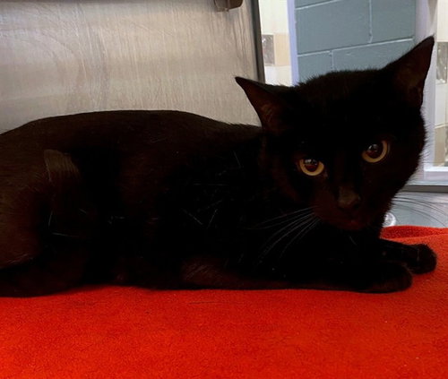 EVIE, Adult Domestic Short Hair (medium coat), cat for adoption in Fort Worth, Texas