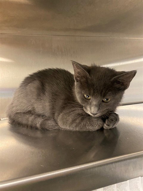 HEATHER, Baby Domestic Short Hair (medium coat), cat for adoption in Fort Worth, Texas