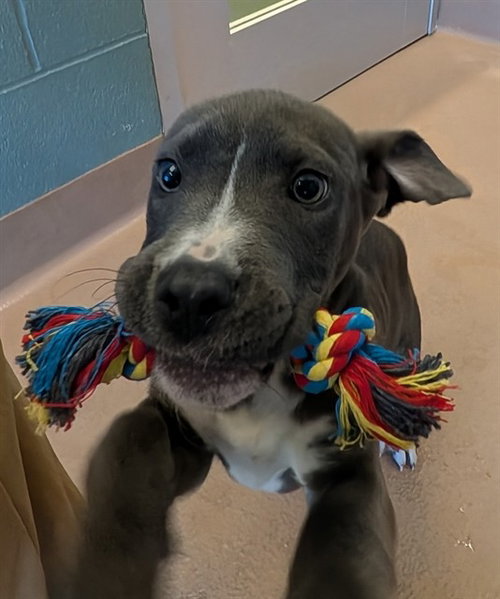 SWAYZE, an adoptable Pit Bull Terrier in Plano, TX