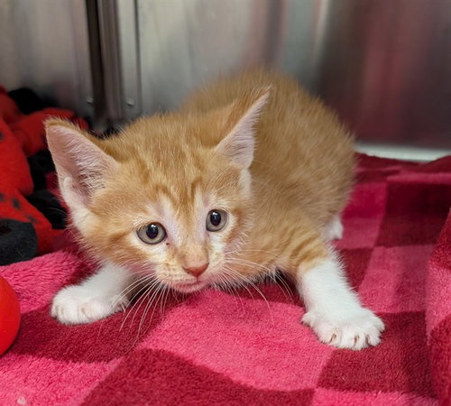 LULU, an adoptable Domestic Short Hair in Plano, TX