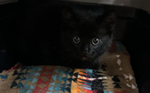 JET, an adoptable Domestic Short Hair in Plano, TX