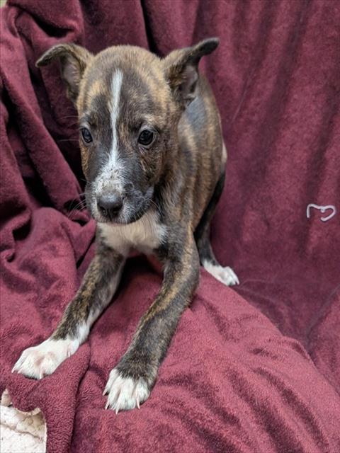 TIM, an adoptable Pit Bull Terrier in Plano, TX