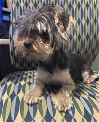 LUCY, an adoptable Yorkshire Terrier Yorkie in Plano, TX