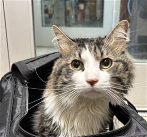 LUCKY, Adult Maine Coon / Mixed (medium coat), cat for adoption in Fort Worth, Texas