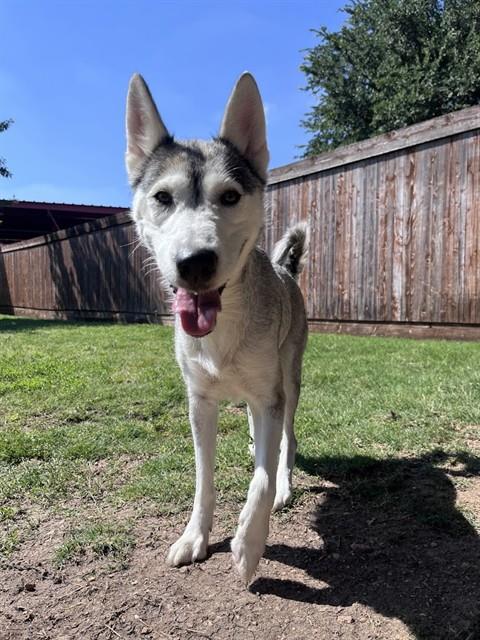 MORANA, an adoptable Husky in Plano, TX