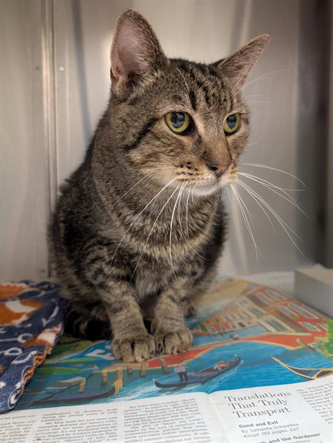 PAUL, Adult Domestic Short Hair / Mixed (medium coat), cat for adoption in Fort Worth, Texas