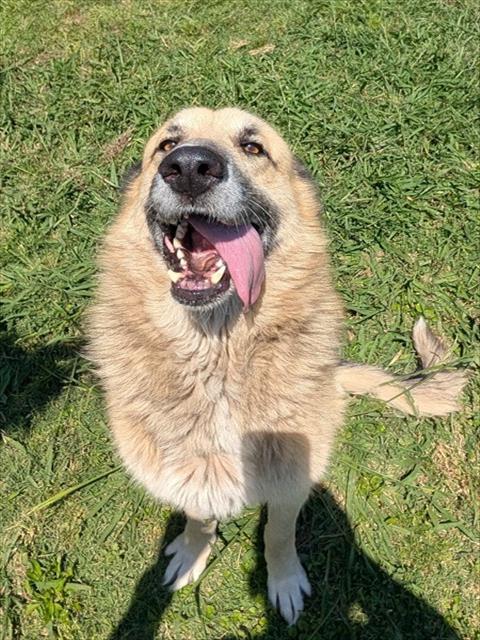 AVERY, an adoptable German Shepherd Dog in Plano, TX