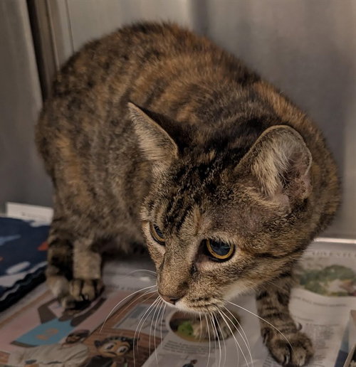 KIWI, an adoptable Domestic Short Hair in Plano, TX