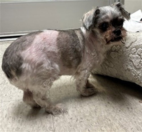 MOOSEY, an adoptable Shih Tzu in Plano, TX