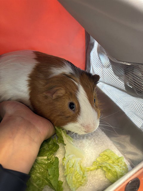 HUMPHREY