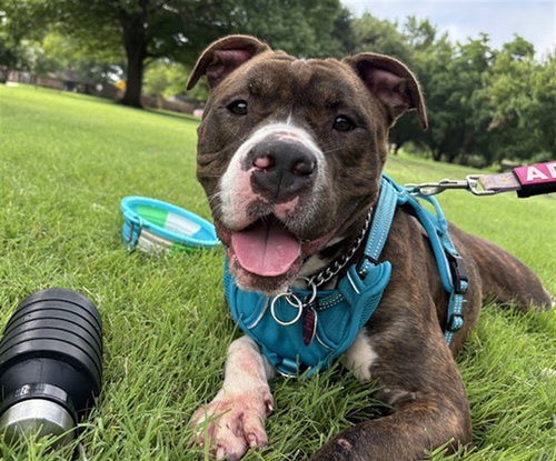 PUDDLES, an adoptable Bulldog in Plano, TX