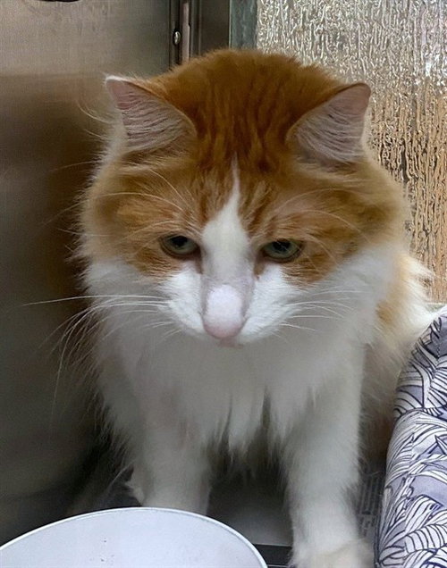 BACH, Adult Domestic Long Hair / Mixed (medium coat), cat for adoption in Fort Worth, Texas