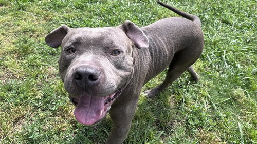 GOALIE, an adoptable Pit Bull Terrier in Plano, TX