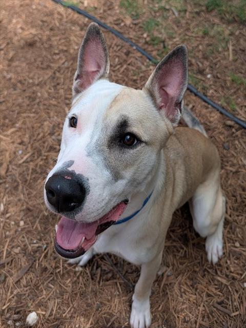 MARIO, an adoptable Bull Terrier in Plano, TX