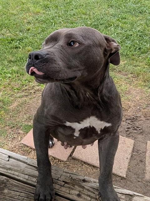 LAILA, an adoptable Pit Bull Terrier in Plano, TX
