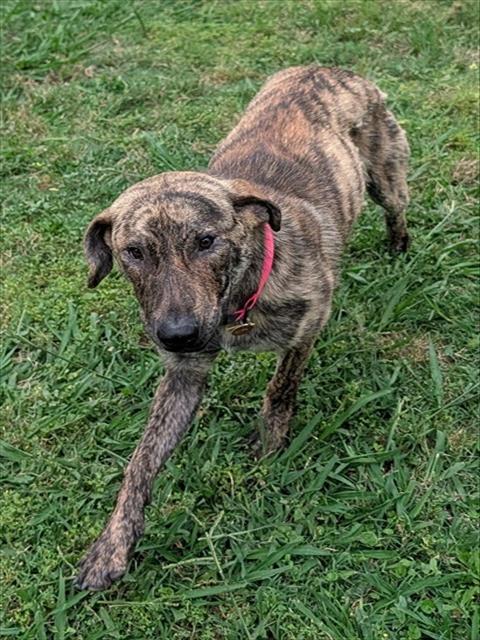 MOCHA, an adoptable Plott Hound in Plano, TX