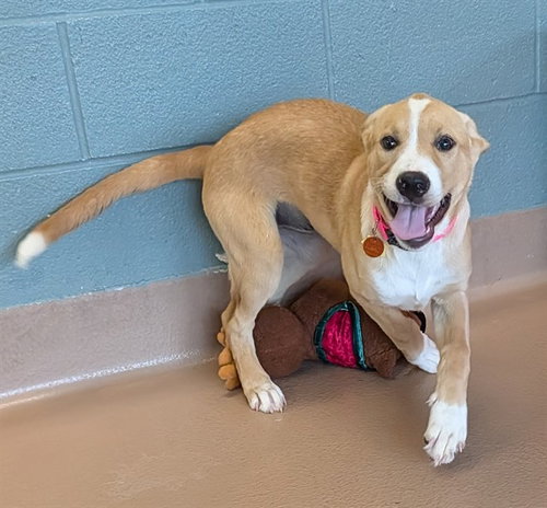 LILLY, an adoptable Labrador Retriever in Plano, TX