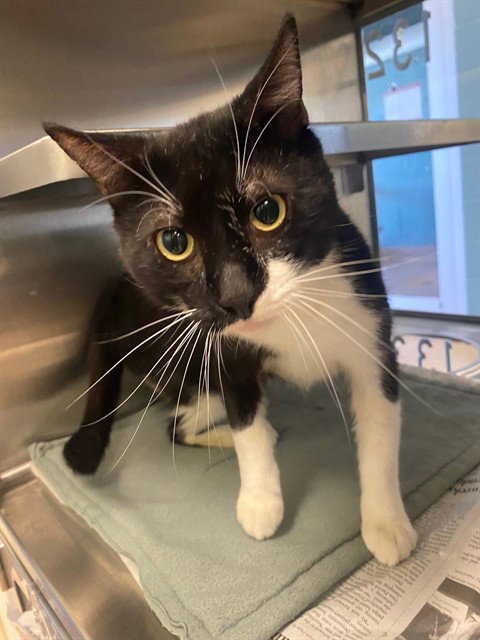 ONYX, Adult Domestic Short Hair / Mixed (medium coat), cat for adoption in Fort Worth, Texas