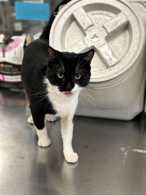 ONYX, Adult Domestic Short Hair / Mixed (medium coat), cat for adoption in The Colony, Texas