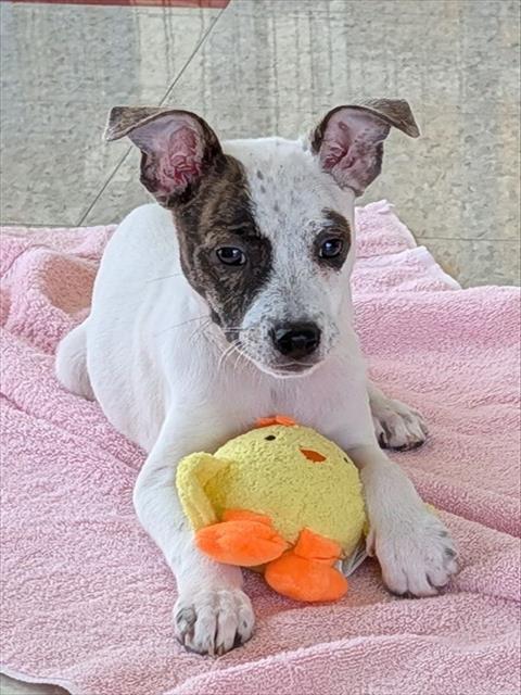 FAITH, an adoptable Pit Bull Terrier in Plano, TX