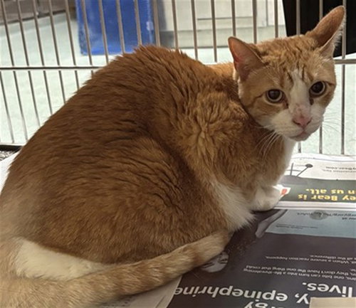 JELLO, an adoptable Domestic Short Hair in Plano, TX