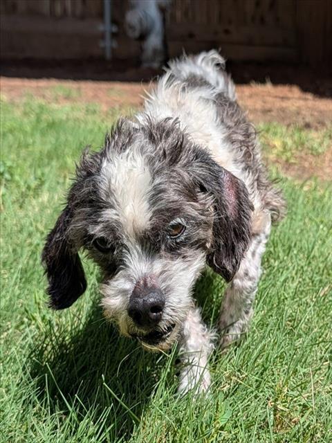 BUZZY, an adoptable Shih Tzu in Plano, TX