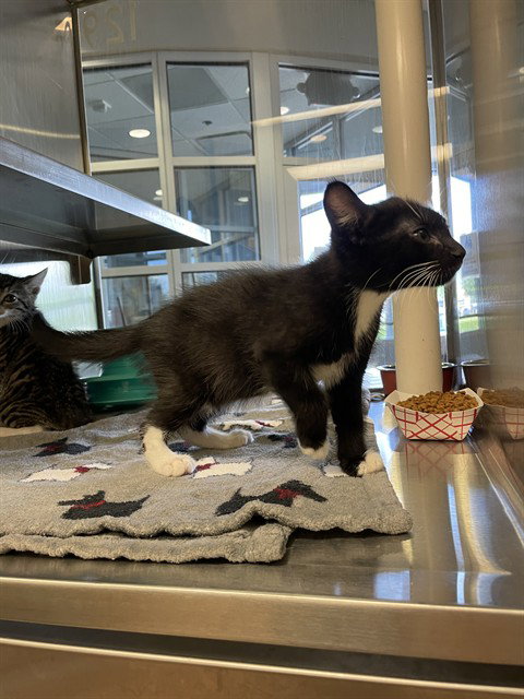 SOCKS, an adoptable Domestic Short Hair in Plano, TX