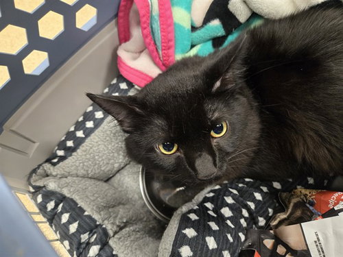 SALEM, an adoptable Domestic Short Hair in Plano, TX