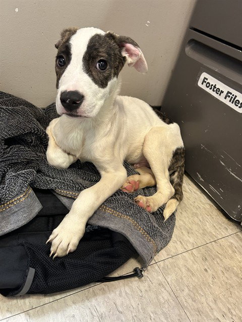 PUPS, an adoptable Pit Bull Terrier in Plano, TX