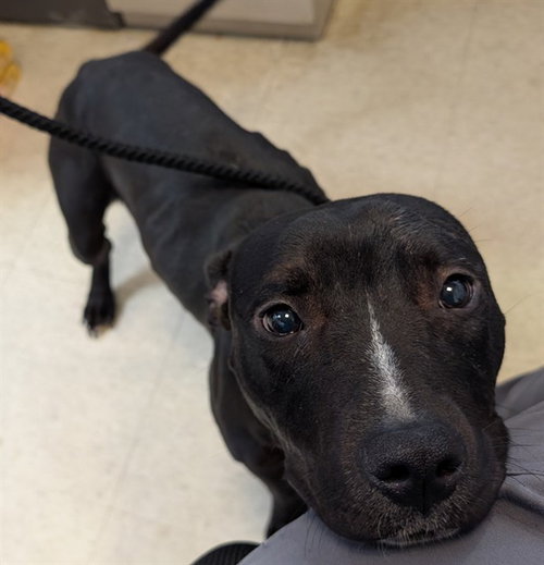 BUSTER, an adoptable American Staffordshire Terrier in Plano, TX