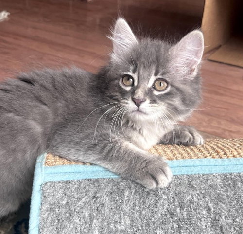 MAYA, an adoptable Domestic Short Hair in Plano, TX