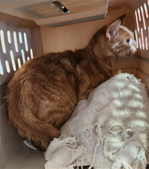 WALLY, Senior Domestic Short Hair / Mixed (medium coat), cat for adoption in Fort Worth, Texas