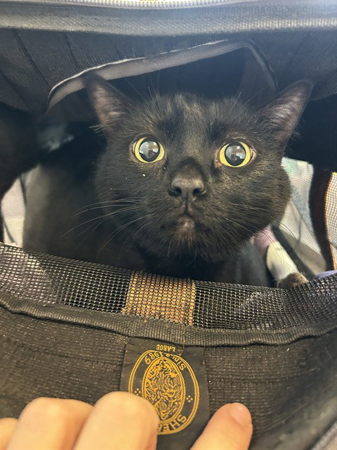 VENUS, Adult Domestic Short Hair / Mixed (medium coat), cat for adoption in Fort Worth, Texas