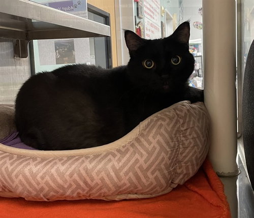 VENUS, Adult Domestic Short Hair / Mixed (medium coat), cat for adoption in Hurst, Texas