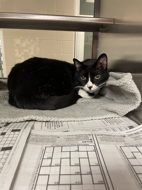 ROBIN, Adult Domestic Short Hair (medium coat), cat for adoption in Fort Worth, Texas