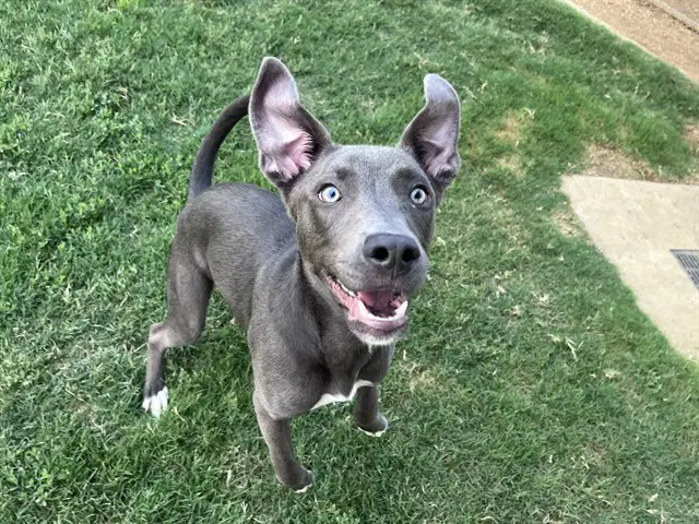 Skippy - Pit Bull Terrier