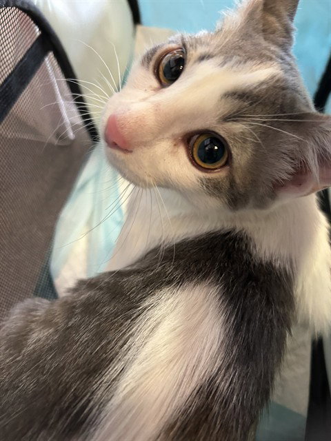 BINGO, Baby Domestic Short Hair / Mixed (medium coat), cat for adoption in Fort Worth, Texas