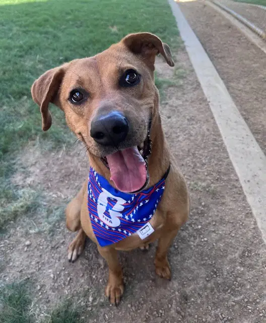 Minnie - Rhodesian Ridgeback