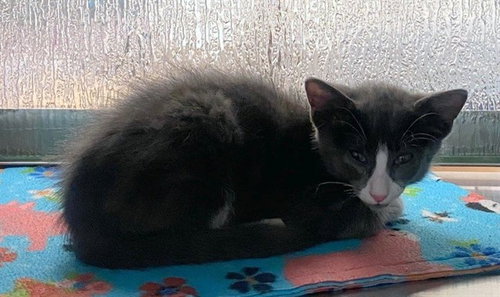 GORDON, Baby Domestic Short Hair / Mixed (medium coat), cat for adoption in Fort Worth, Texas