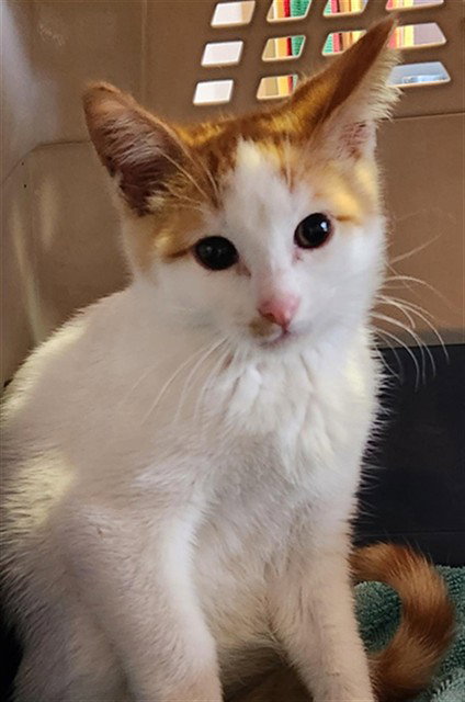 CHESTER, Baby Domestic Short Hair / Mixed (medium coat), cat for adoption in Fort Worth, Texas